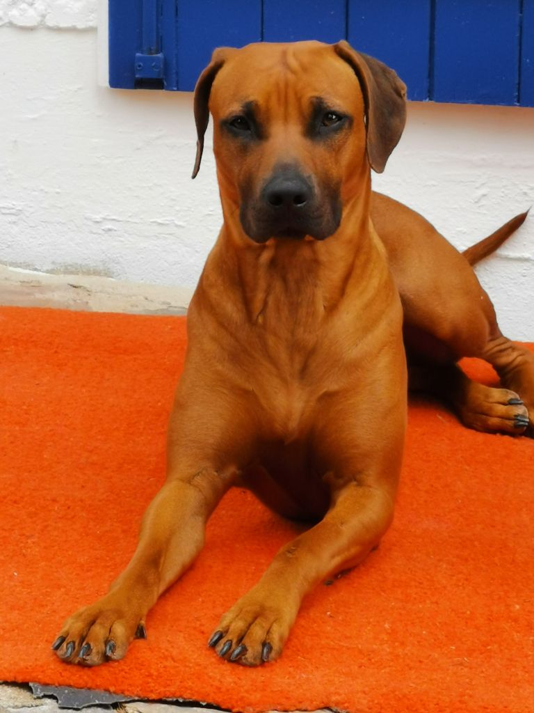 Romy du Val du Bel Air